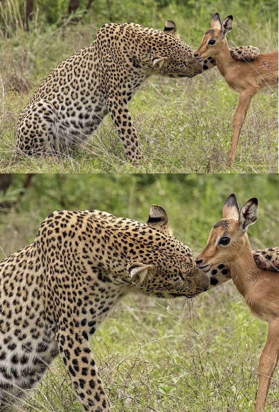 leopard hugging deer Blank Meme Template