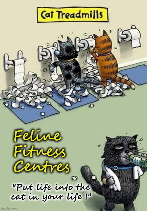 F. F. Centres |  Feline
Fitness
Centres; "Put life into the
cat in your life !" | image tagged in first world problems cat | made w/ Imgflip meme maker