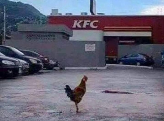 Kfc rooster Blank Meme Template