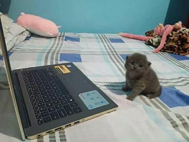 Laptop Kitten Blank Meme Template