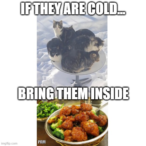 Blank Transparent Square | IF THEY ARE COLD... BRING THEM INSIDE; PRM | image tagged in memes,blank transparent square | made w/ Imgflip meme maker