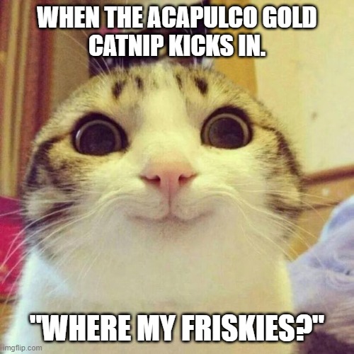 Acapulco Gold Catnip | WHEN THE ACAPULCO GOLD
CATNIP KICKS IN. "WHERE MY FRISKIES?" | image tagged in memes,smiling cat | made w/ Imgflip meme maker