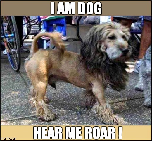 Is That A Lion Dog Conversion ? | I AM DOG; HEAR ME ROAR ! | image tagged in dogs,shaved,lion | made w/ Imgflip meme maker