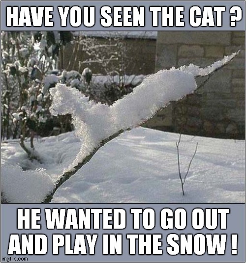 One Frosty Cat ! | HAVE YOU SEEN THE CAT ? HE WANTED TO GO OUT AND PLAY IN THE SNOW ! | image tagged in cats,not really,ice,winter | made w/ Imgflip meme maker