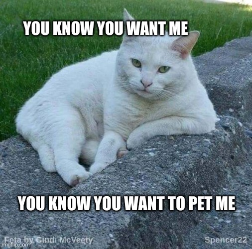 When You Know | YOU KNOW YOU WANT ME; YOU KNOW YOU WANT TO PET ME | image tagged in feta,hello kitty,kitty,sexy cat,what do we want,pet | made w/ Imgflip meme maker