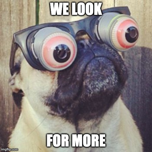 pug, funny face | WE LOOK; FOR MORE | image tagged in pug funny face | made w/ Imgflip meme maker