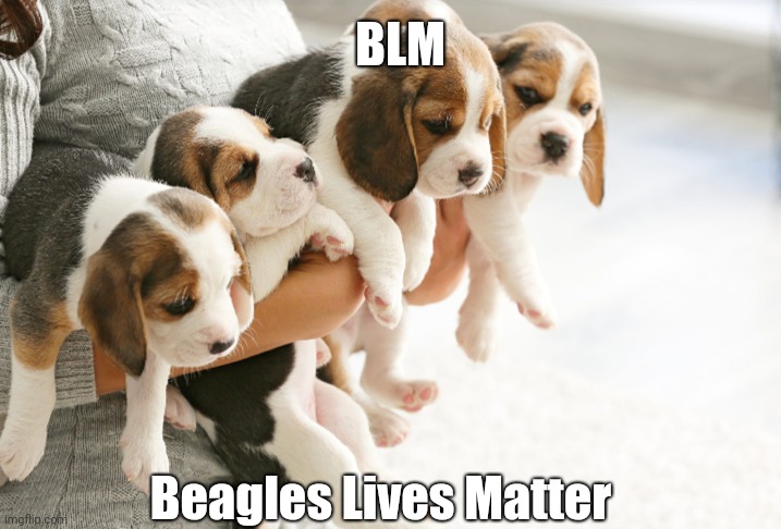 BLM; Beagles Lives Matter | image tagged in beagles lives matter | made w/ Imgflip meme maker