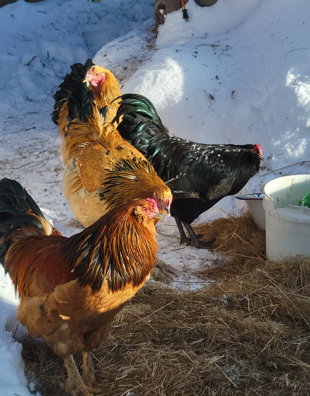 Brahmacan Blank Meme Template