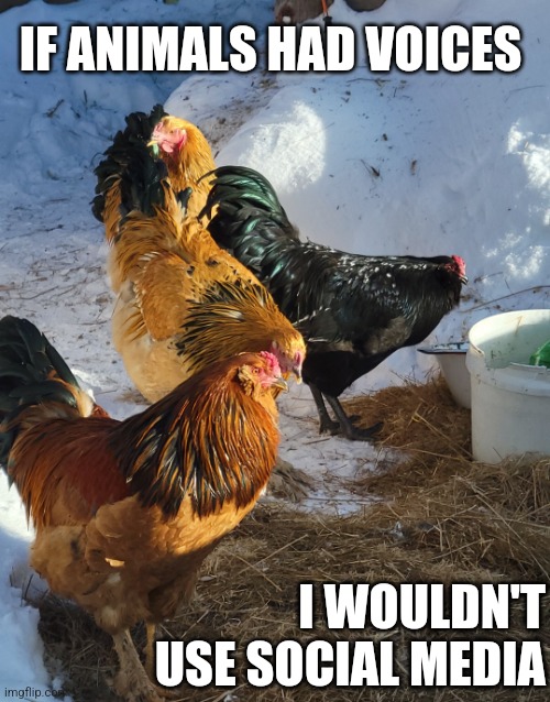 Brahmacan | IF ANIMALS HAD VOICES; I WOULDN'T USE SOCIAL MEDIA | image tagged in brahmacan | made w/ Imgflip meme maker