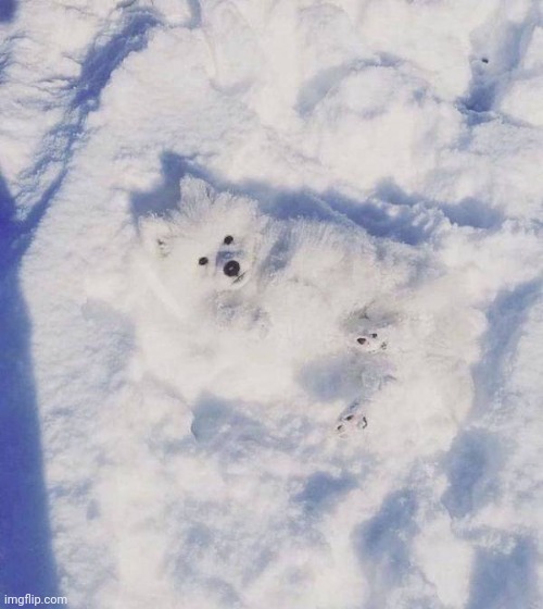 His name is Waldo | image tagged in snow,dog,hiding,when you see it | made w/ Imgflip meme maker