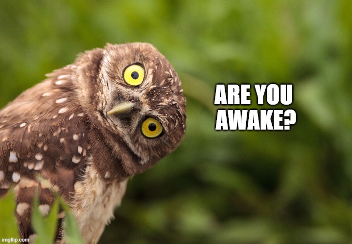 To the moon | ARE YOU
 AWAKE? | image tagged in owl | made w/ Imgflip meme maker