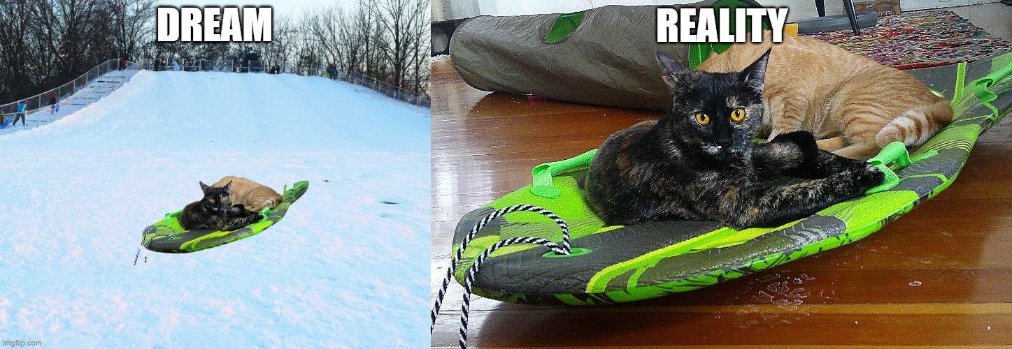 Dream vs. Reality |  DREAM; REALITY | image tagged in cats,snow,kittens,sled | made w/ Imgflip meme maker