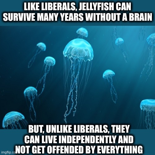 Jellyfish and liberals | LIKE LIBERALS, JELLYFISH CAN SURVIVE MANY YEARS WITHOUT A BRAIN; BUT, UNLIKE LIBERALS, THEY CAN LIVE INDEPENDENTLY AND NOT GET OFFENDED BY EVERYTHING | image tagged in liberals,jellyfish,democrats,liberal logic,memes,offended | made w/ Imgflip meme maker