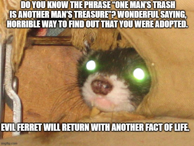evil ferret | DO YOU KNOW THE PHRASE “ONE MAN’S TRASH IS ANOTHER MAN’S TREASURE”? WONDERFUL SAYING, HORRIBLE WAY TO FIND OUT THAT YOU WERE ADOPTED. EVIL FERRET WILL RETURN WITH ANOTHER FACT OF LIFE. | image tagged in ferret,dank memes | made w/ Imgflip meme maker