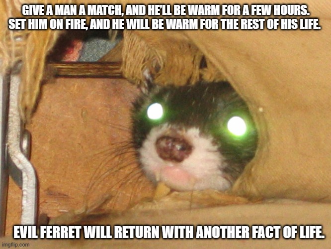 Evil Ferret | GIVE A MAN A MATCH, AND HE’LL BE WARM FOR A FEW HOURS. SET HIM ON FIRE, AND HE WILL BE WARM FOR THE REST OF HIS LIFE. EVIL FERRET WILL RETURN WITH ANOTHER FACT OF LIFE. | image tagged in ferret,dank memes | made w/ Imgflip meme maker