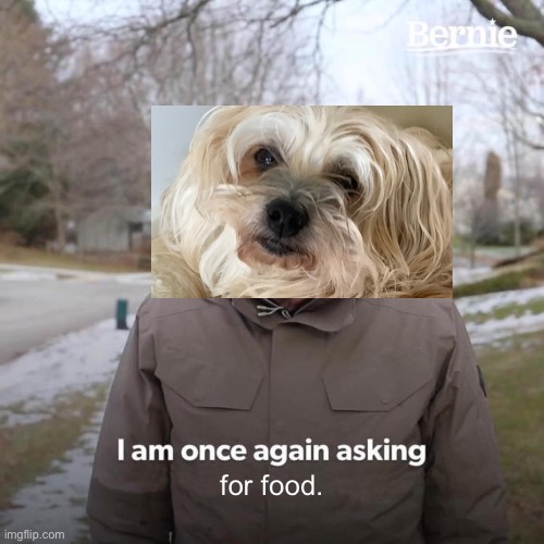 Bernie I Am Once Again Asking For Your Support Meme | for food. | image tagged in memes,bernie i am once again asking for your support,ollie,dog,doggo | made w/ Imgflip meme maker