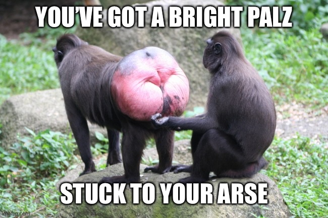 Bright Palz | YOU’VE GOT A BRIGHT PALZ; STUCK TO YOUR ARSE | image tagged in monkeys | made w/ Imgflip meme maker