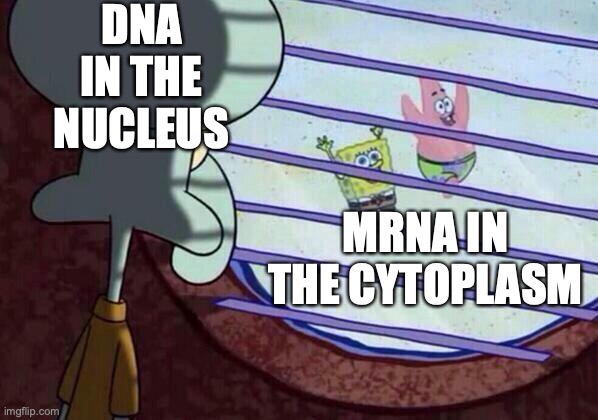 Squidward window | DNA IN THE NUCLEUS; MRNA IN THE CYTOPLASM | image tagged in squidward window | made w/ Imgflip meme maker