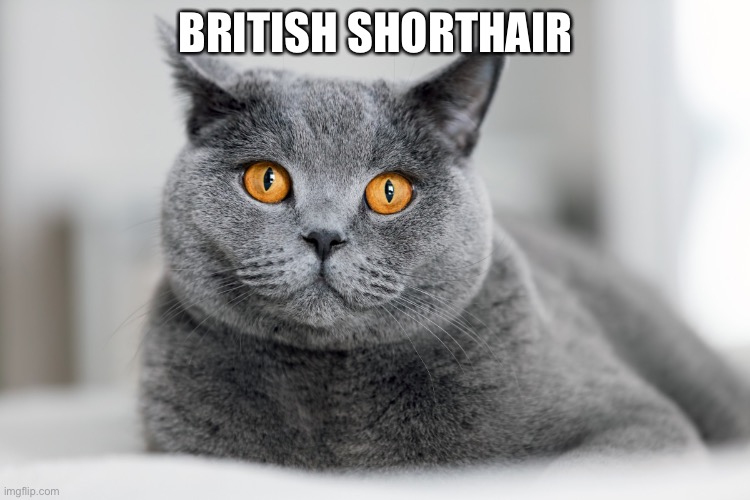 CUTENESS OVERLOAD | BRITISH SHORTHAIR | image tagged in cats | made w/ Imgflip meme maker