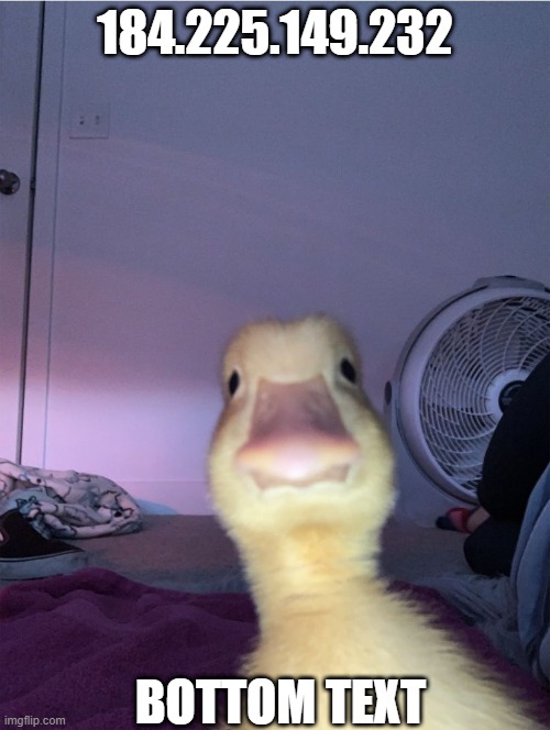 the duck is coming | 184.225.149.232; BOTTOM TEXT | image tagged in duck looking at you | made w/ Imgflip meme maker