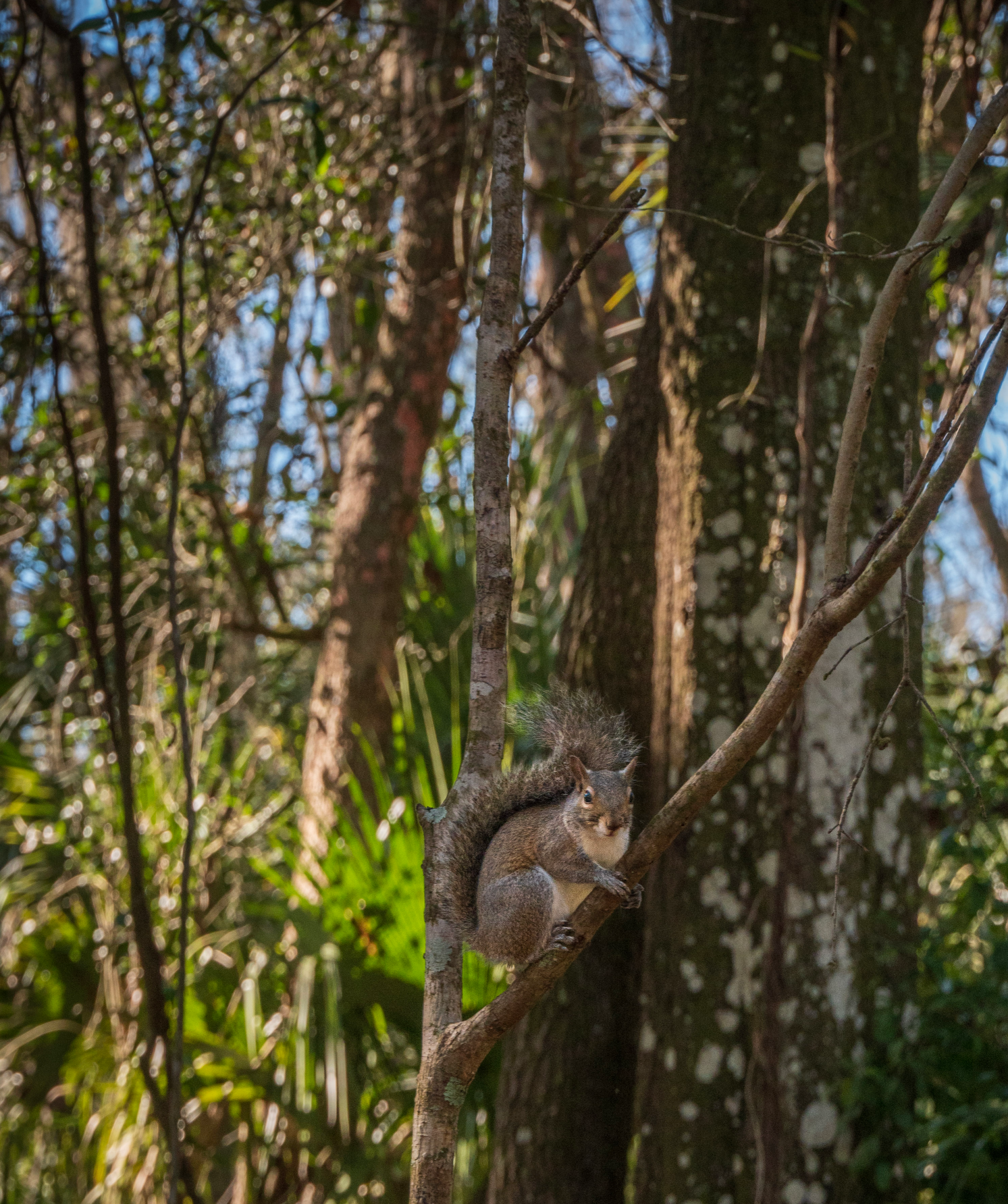 High Quality Concerned squirrel Blank Meme Template