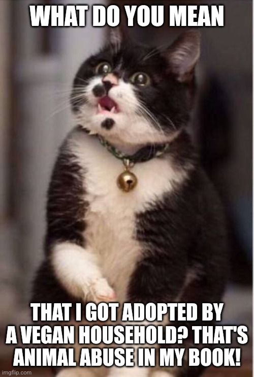 Wtf? No table scraps? | WHAT DO YOU MEAN; THAT I GOT ADOPTED BY A VEGAN HOUSEHOLD? THAT'S ANIMAL ABUSE IN MY BOOK! | image tagged in what the hell cat,vegetarian,cat,kitty,vegan | made w/ Imgflip meme maker