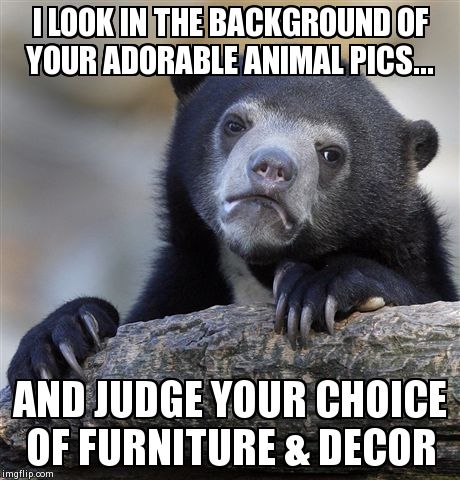Confession Bear | I LOOK IN THE BACKGROUND OF YOUR ADORABLE ANIMAL PICS... AND JUDGE YOUR CHOICE OF FURNITURE & DECOR | image tagged in memes,confession bear,AdviceAnimals | made w/ Imgflip meme maker