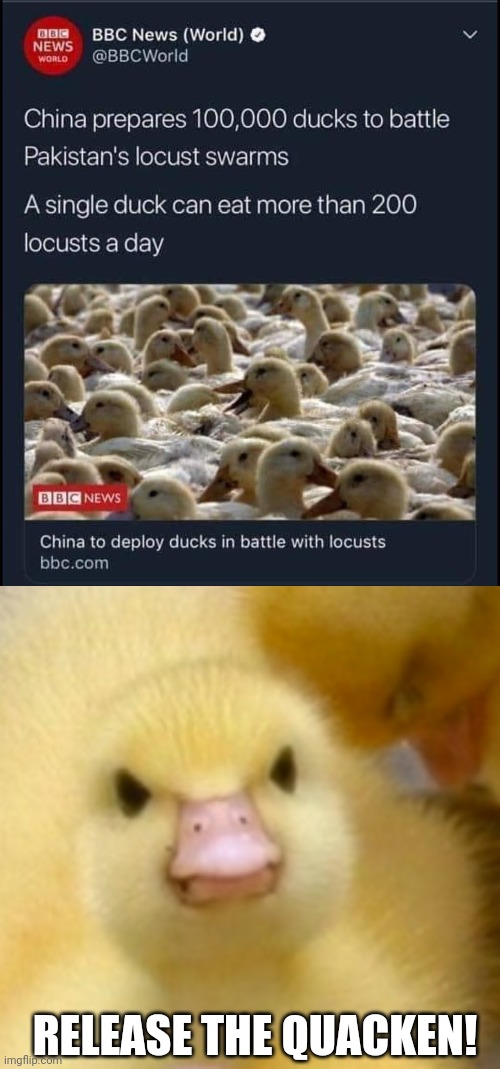 Release the Quacken! |  RELEASE THE QUACKEN! | image tagged in duck,funny,memes,news,china | made w/ Imgflip meme maker