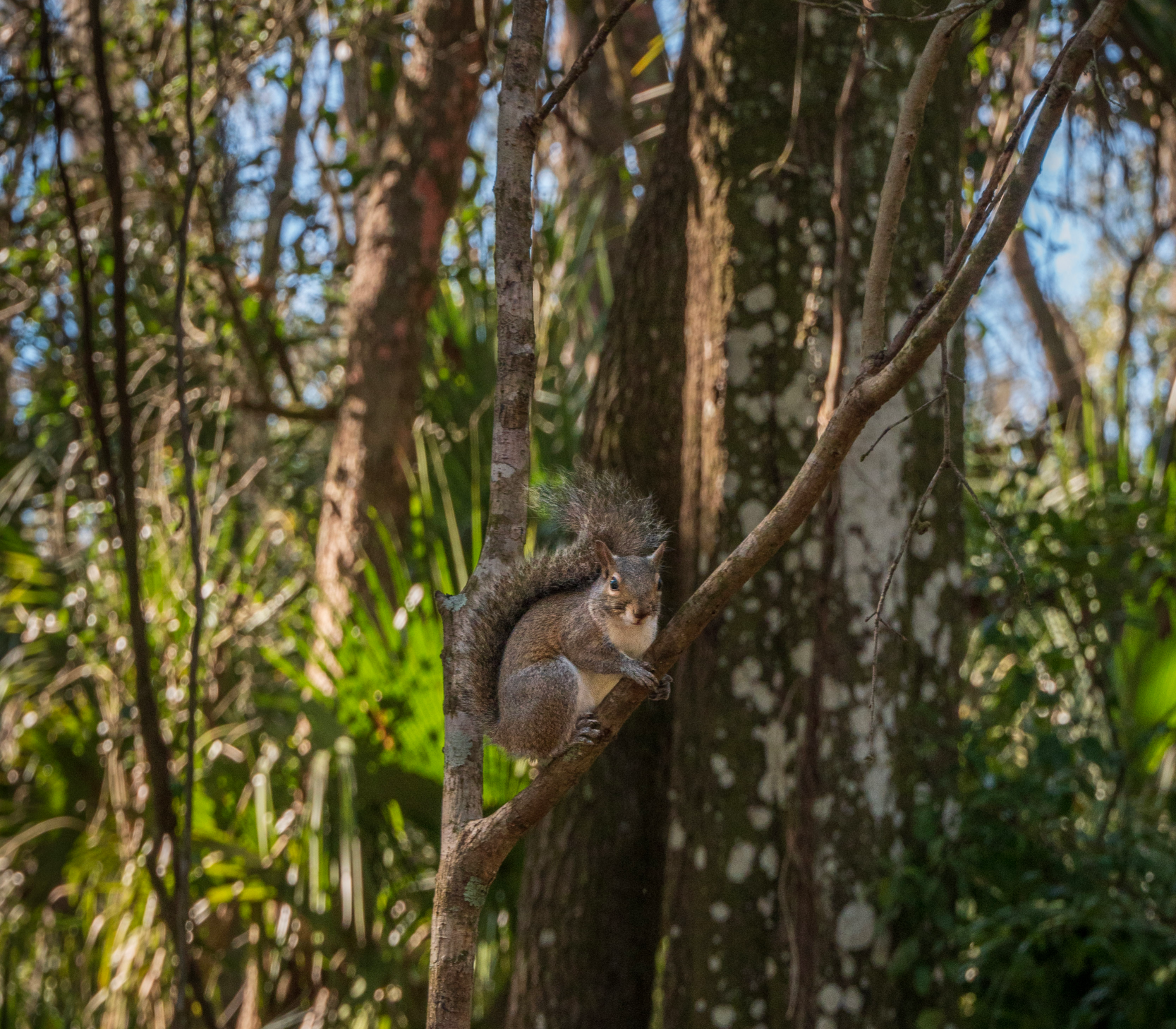 Annoyed squirrel Blank Meme Template