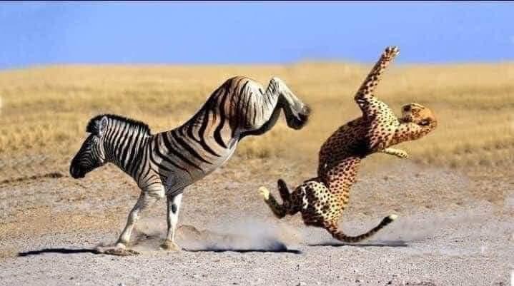 High Quality Zebra vs Cheetah Blank Meme Template