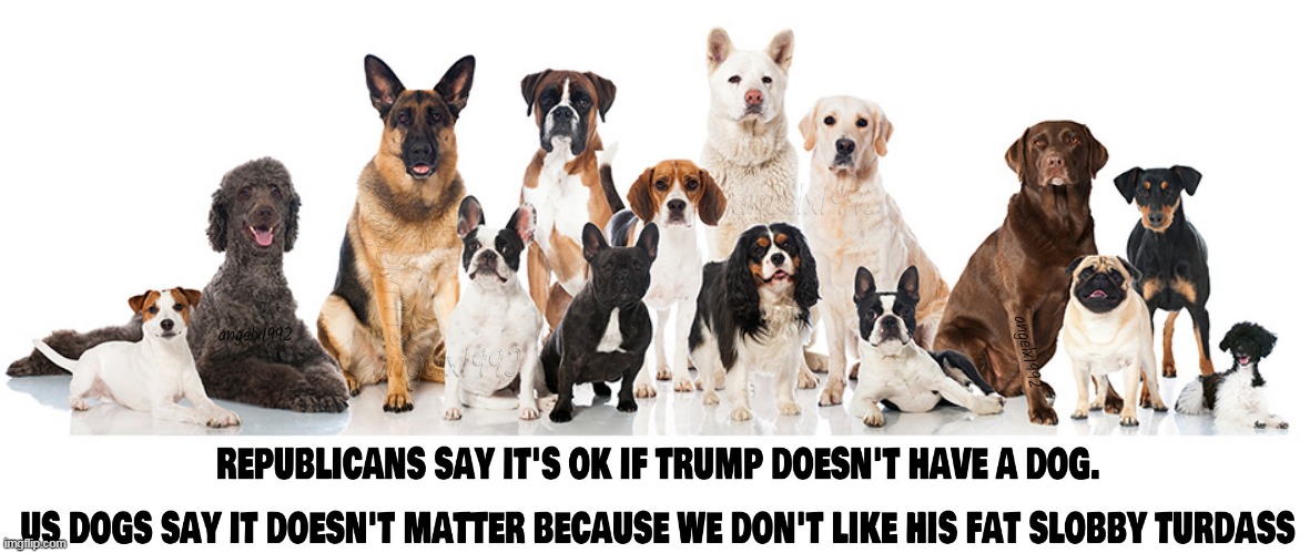 image tagged in clown car republicans,dogs,dog,idiot,pets,puppy | made w/ Imgflip meme maker