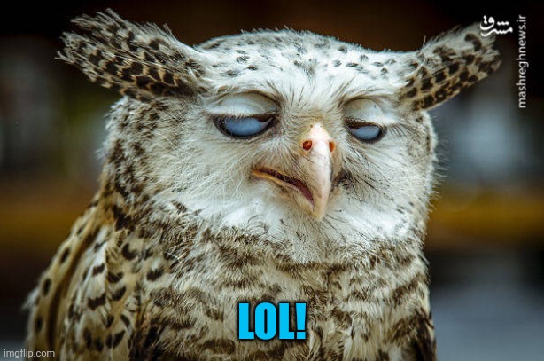 Unwise Owl | LOL! | image tagged in unwise owl | made w/ Imgflip meme maker