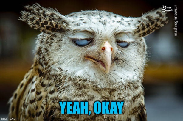 Unwise Owl | YEAH, OKAY | image tagged in unwise owl | made w/ Imgflip meme maker