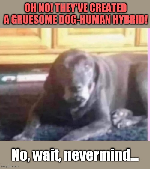 Creepy human dog?  Or just dog... | OH NO! THEY'VE CREATED A GRUESOME DOG-HUMAN HYBRID! No, wait, nevermind... | image tagged in human,face,dog,creepy,illusion | made w/ Imgflip meme maker