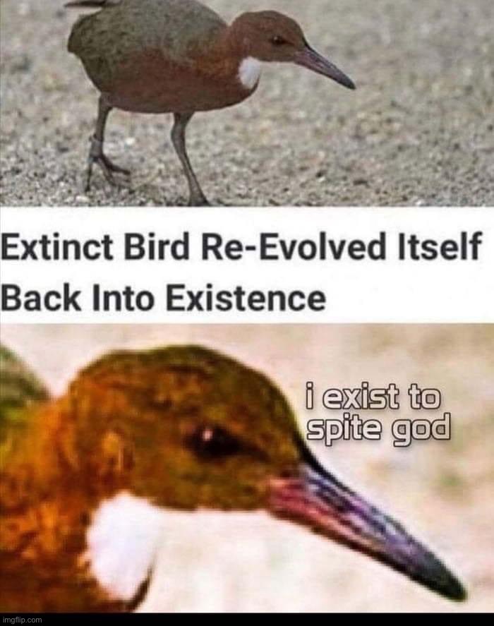 Extinct bird | image tagged in extinct bird | made w/ Imgflip meme maker