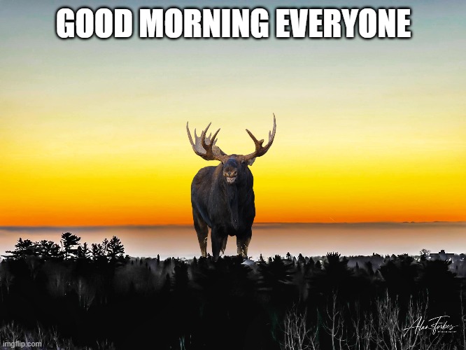 Good morning moose sunrise | GOOD MORNING EVERYONE | image tagged in moose sunrise | made w/ Imgflip meme maker