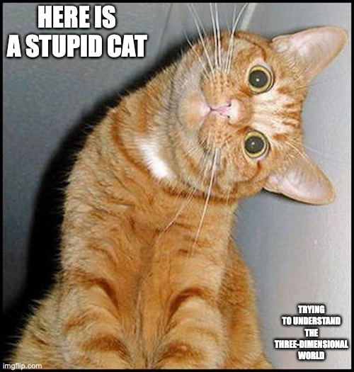 Stupid Cat | HERE IS A STUPID CAT; TRYING TO UNDERSTAND THE THREE-DIMENSIONAL WORLD | image tagged in cats,memes | made w/ Imgflip meme maker