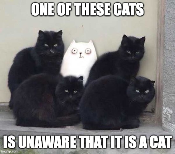 Stupid Cat Among Normal Cats | ONE OF THESE CATS; IS UNAWARE THAT IT IS A CAT | image tagged in memes,cats | made w/ Imgflip meme maker