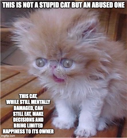 Stupid Kitten | THIS IS NOT A STUPID CAT BUT AN ABUSED ONE; THIS CAT, WHILE STILL MENTALLY DAMAGED, CAN STILL EAT, MAKE DECISIONS AND BRING LIMITED HAPPINESS TO ITS OWNER | image tagged in cats,memes | made w/ Imgflip meme maker