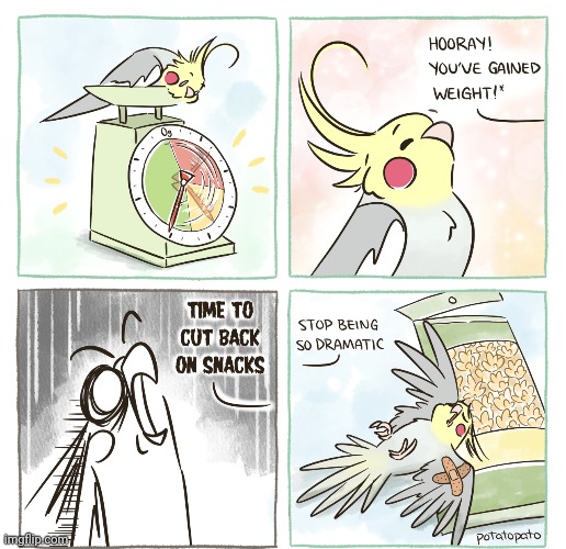 Bird weight gain | image tagged in birds,bird,weight gain,comics/cartoons,comics,comic | made w/ Imgflip meme maker