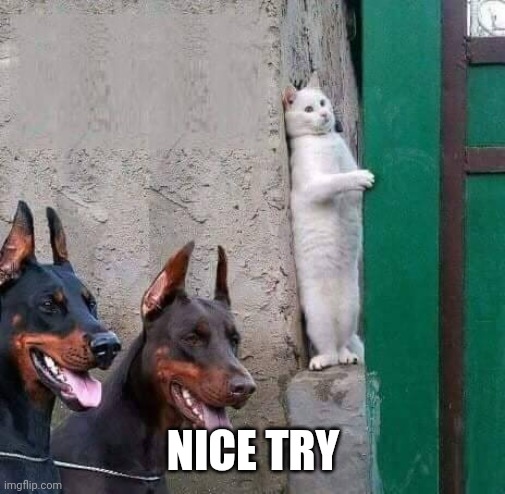 Nice try FBI | NICE TRY | image tagged in nice try fbi | made w/ Imgflip meme maker