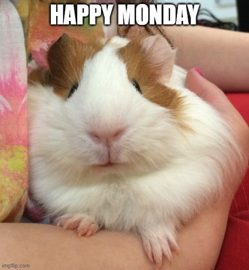 GUINEA PIG | HAPPY MONDAY | image tagged in guinea pig | made w/ Imgflip meme maker