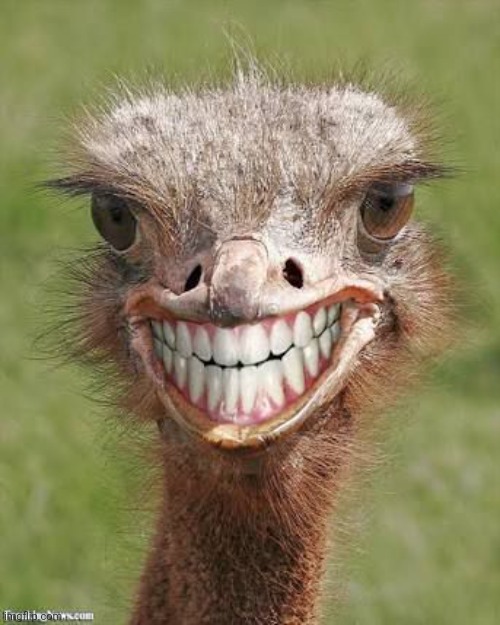 Teeth ostrich emu funny smile  | image tagged in teeth ostrich emu funny smile | made w/ Imgflip meme maker