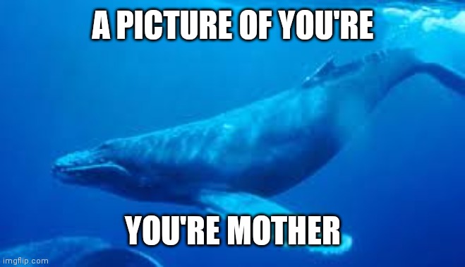 *Your | A PICTURE OF YOU'RE; YOU'RE MOTHER | image tagged in whale | made w/ Imgflip meme maker