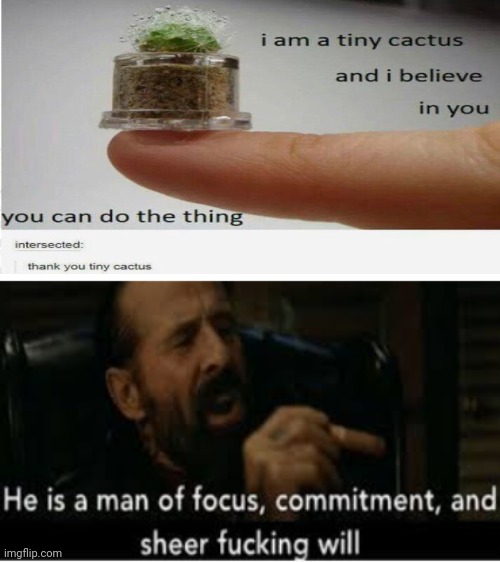 Tiny Cactus | image tagged in he is a man of focus,wait a second this is wholesome content,memes,cactus,gifs,barney will eat all of your delectable biscuits | made w/ Imgflip meme maker