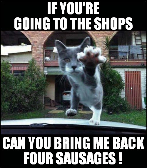 A Cats Shopping Request ! | IF YOU'RE GOING TO THE SHOPS; CAN YOU BRING ME BACK
FOUR SAUSAGES ! | image tagged in cats,shopping,sausages | made w/ Imgflip meme maker