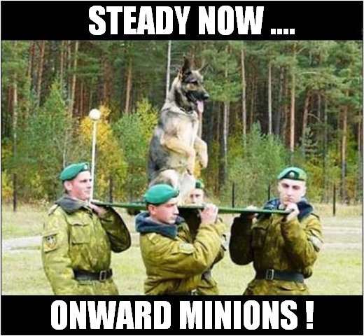 A Special Dog Indeed ! | STEADY NOW .... ONWARD MINIONS ! | image tagged in dogs,carry on,minions | made w/ Imgflip meme maker