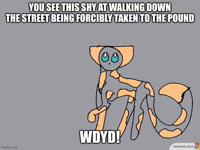 Palma de Cera | YOU SEE THIS SHY AT WALKING DOWN THE STREET BEING FORCIBLY TAKEN TO THE POUND; WDYD! | image tagged in cat | made w/ Imgflip meme maker