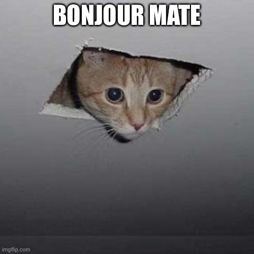Ceiling Cat | BONJOUR MATE | image tagged in memes,ceiling cat | made w/ Imgflip meme maker