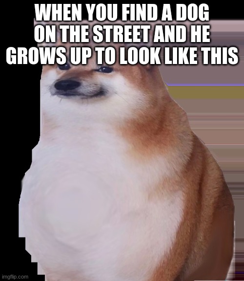 #Cheebs | WHEN YOU FIND A DOG ON THE STREET AND HE GROWS UP TO LOOK LIKE THIS | image tagged in cheebs | made w/ Imgflip meme maker